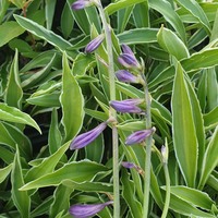 Hosta  'Stiletto'